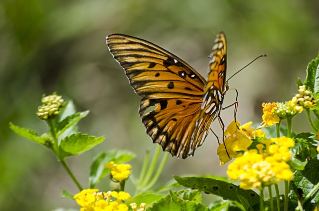 butterfly